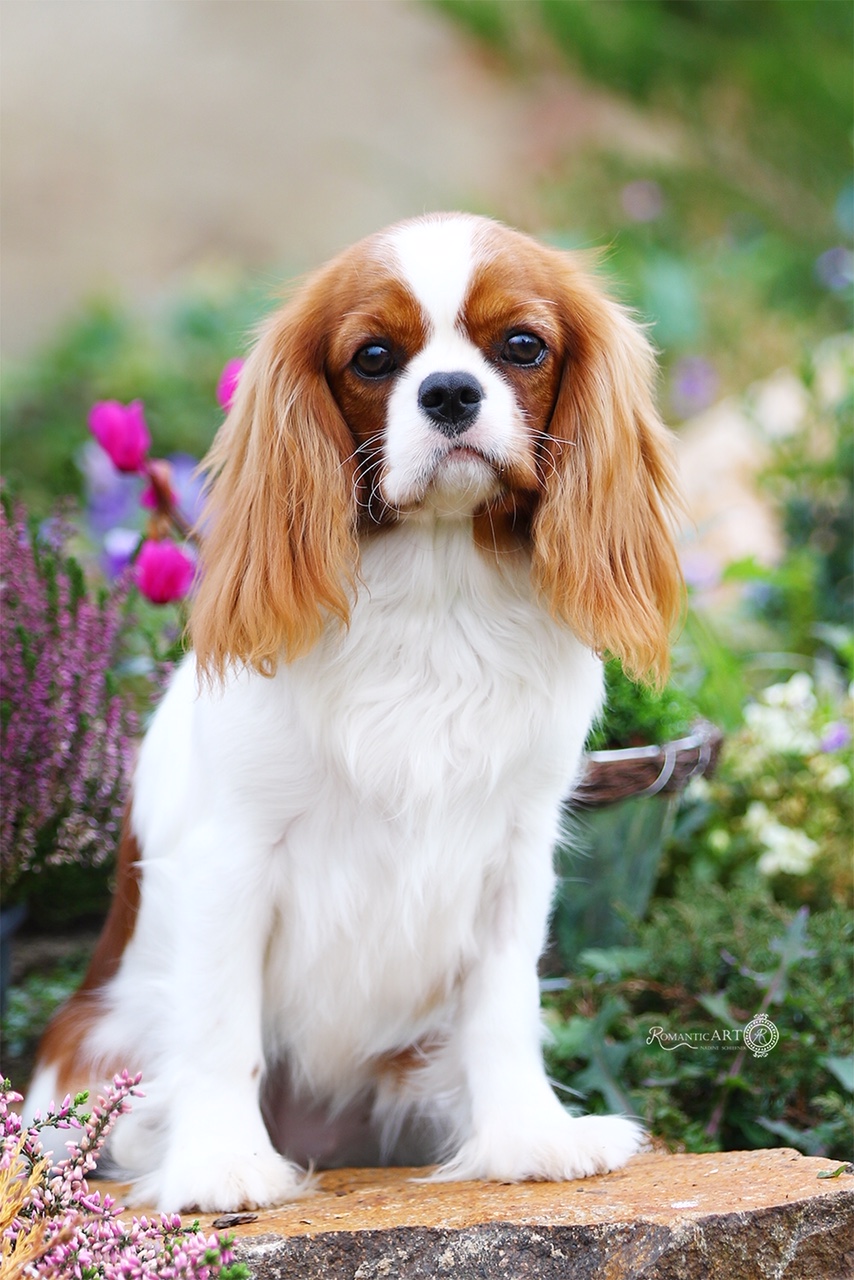 marypee-s-cavalier-king-charles-spaniel-girls